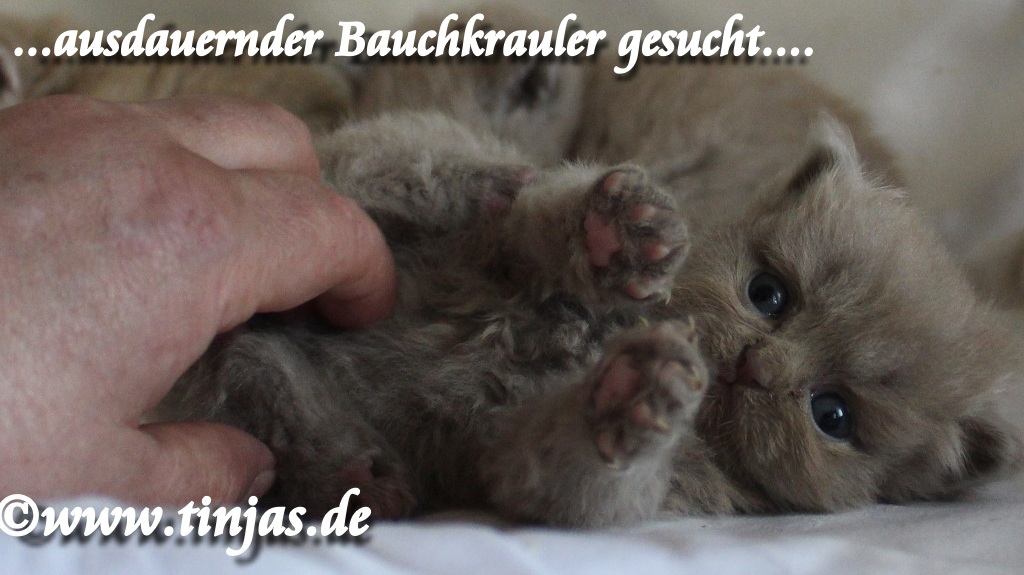 Britisch Langhaar Katzenbaby lilac